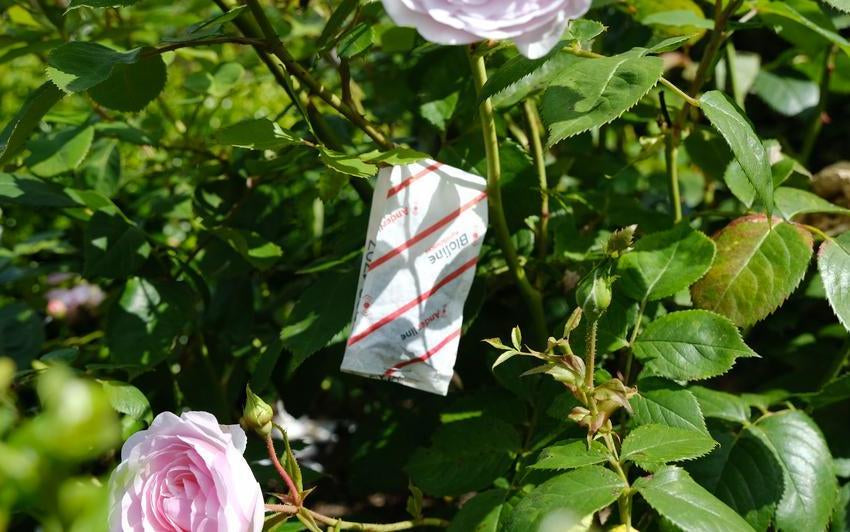 Spinnmilben an Rosen: Lernen Sie den winzigen Schädling kennen, der Rosen liebt