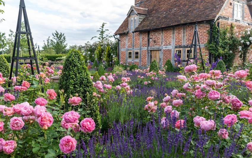 Ein Landhausgarten gestalten: Eine Mischung aus Charme, Englischen Rosen und zeitloser Schönheit