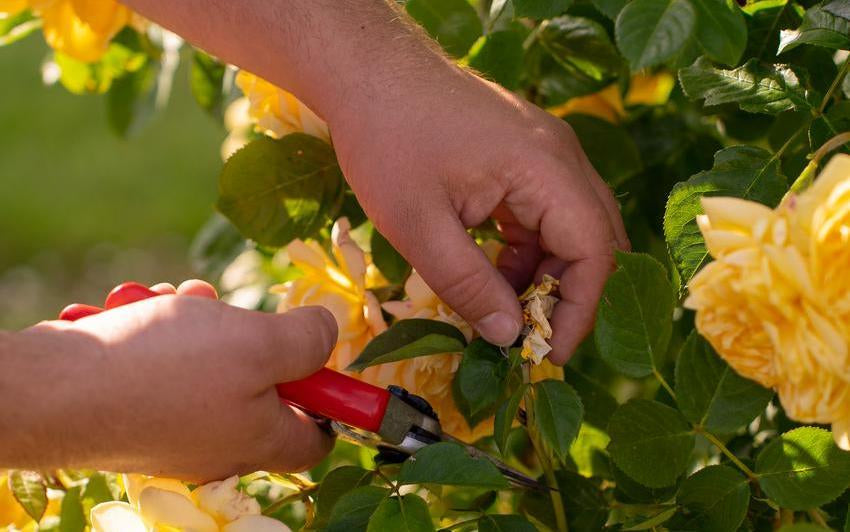 Person deadheading a yellow David Austin rose