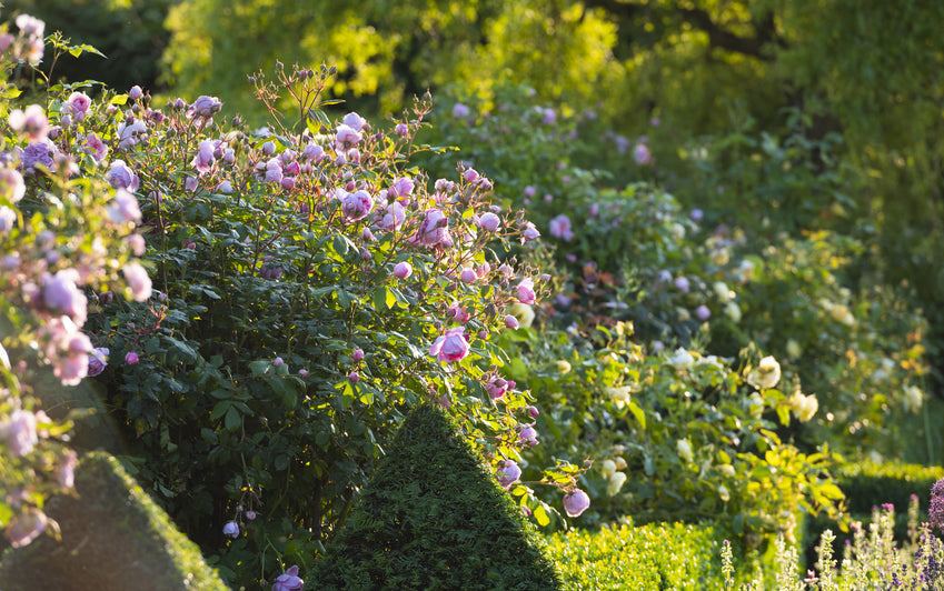 Constance_Spry pink climbing rose bred by David Austin in a garden setting