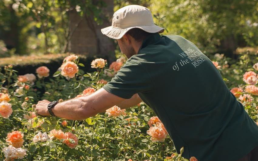 Sommerlicher Rosenschnitt: Was er ist und warum er wichtig ist