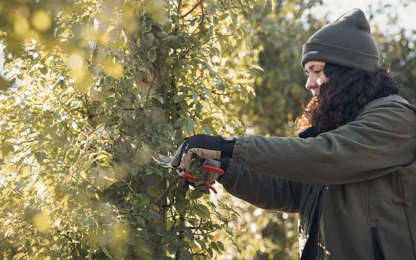 Woman pruning a climbing rose