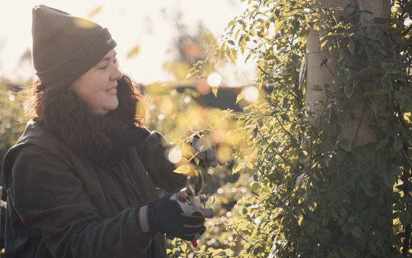 Woman pruning a David Austin rose