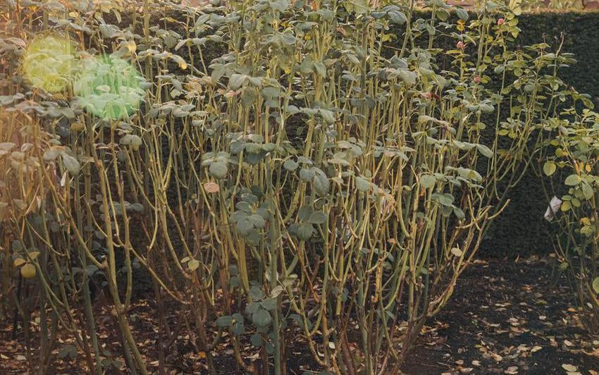 Wide shot of a established shrub rose in a border about to be pruned