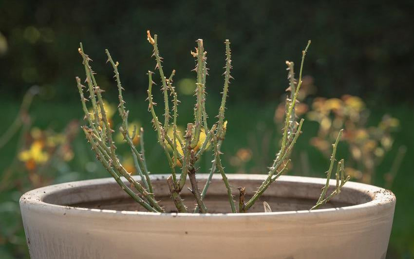 Wie man eine Topf-Strauchrose in einen Topf pflanzt