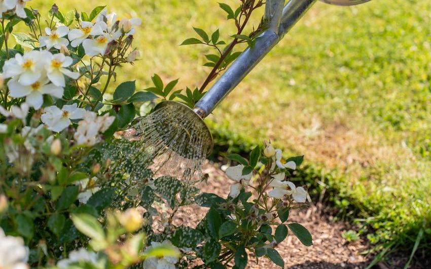 Die Grundlagen der Rosenbewässerung