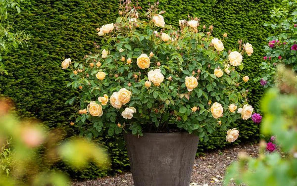 Dannahue rose bred by David Austin planted in a pot