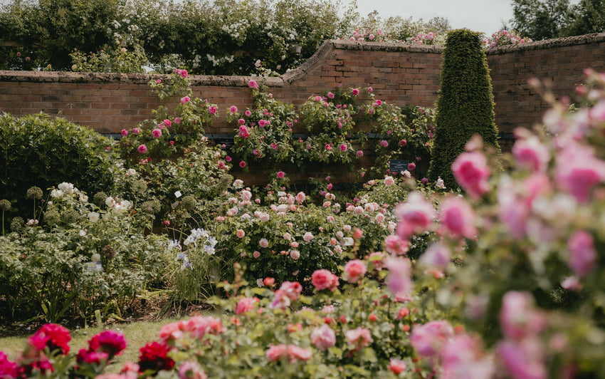 Ein Jahr in Blüte: Rückblick auf 2025