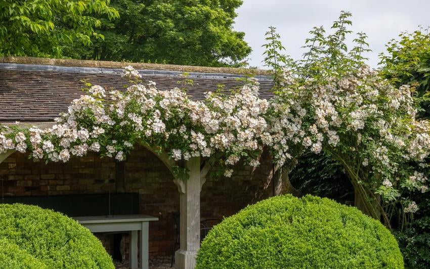 Kletter- und Ramblerrosen an einer Pergola