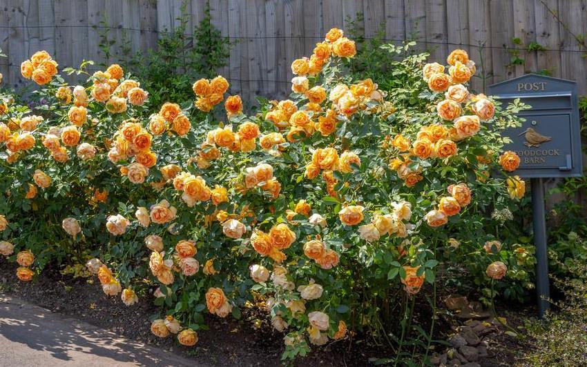 Lebendige Apricot- und Orangetöne: Farbkonzepte für einen sonnigen Garten