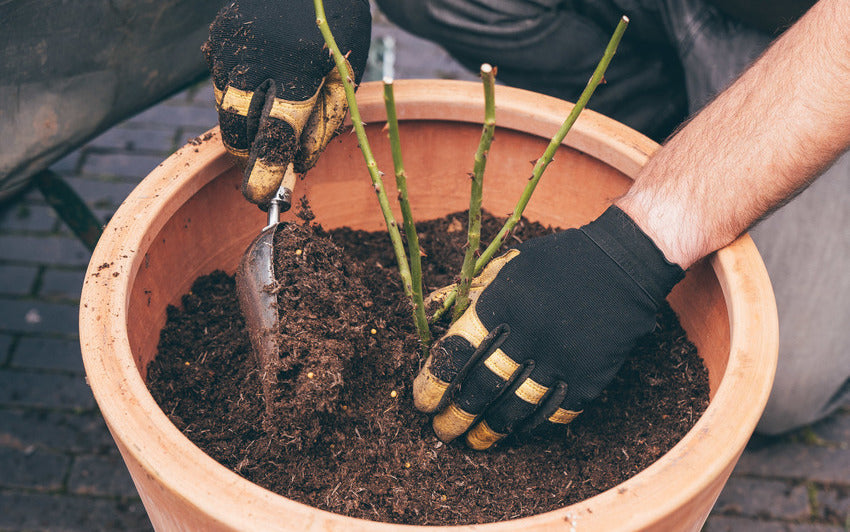 Wie Sie wurzelnackte Rosen in einem Topf oder Container anpflanzen