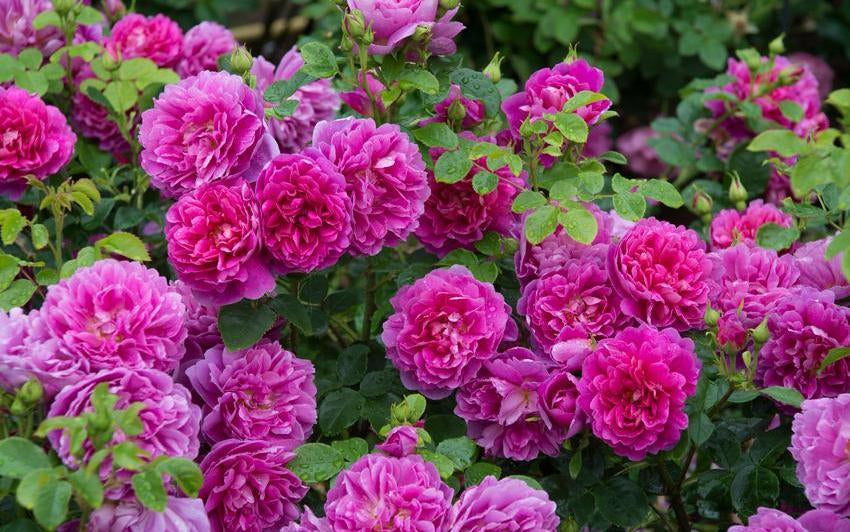 Die richtige Rose für Ihren Garten finden: Die Form und Größe Ihrer Rosenblüten wählen