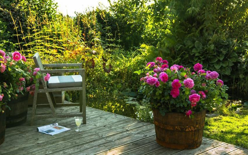 Rosen für Töpfe und kleine Räume