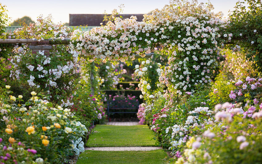 Was der längste Tag des Jahres über Rosen verrät