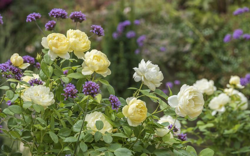 Gelbe Rosen für Licht und Wärme im Garten