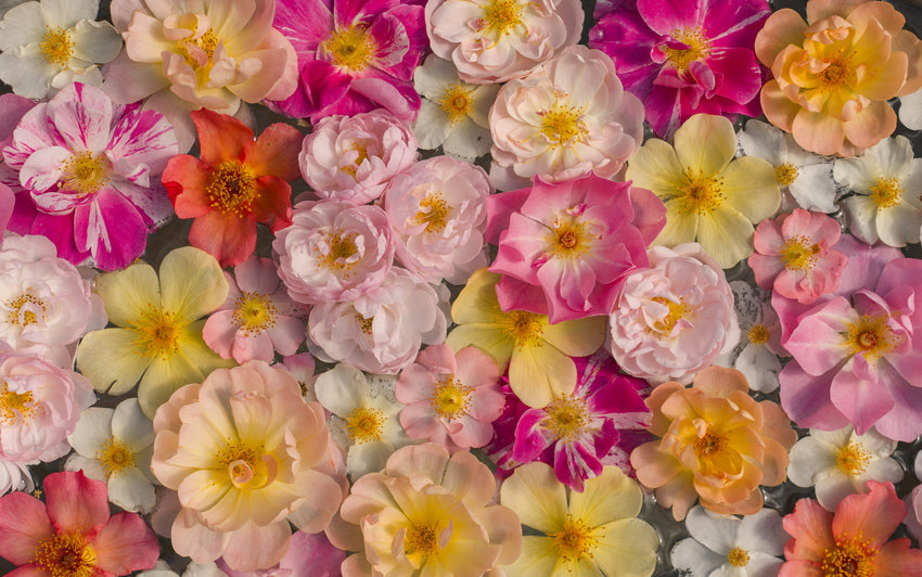 Rosenblütenformen: Ein Leitfaden zu den verschiedenen Blütenformen von Rosen