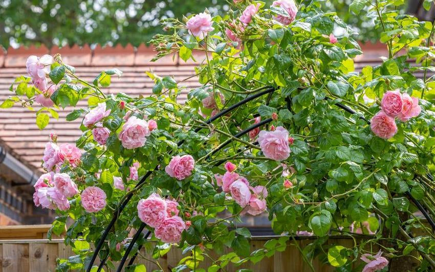 Wimbledon, Erdbeeren und Rosen: Eine Hommage an den englischen Sommer