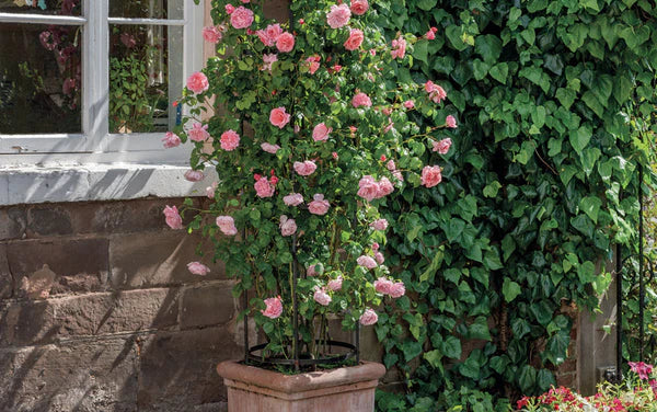 Strawberry Hill rose bred by David Austin planted in a pot