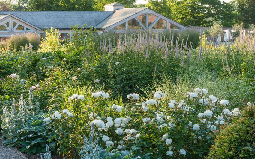 Pantone Farbe des Jahres 2026: Cloud Dancer, eine sanfte Weißpalette für den Mondgarten