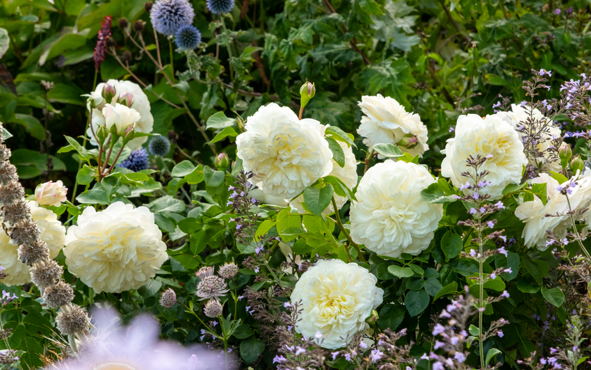 Weiße und Cremefarbene Rosenpracht: Eleganz und Zeitlosigkeit für den Garten