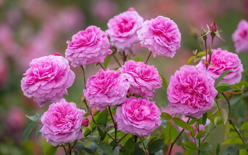 Die richtige Rose für Ihren Garten finden: Wie oft soll Ihre Rose blühen?