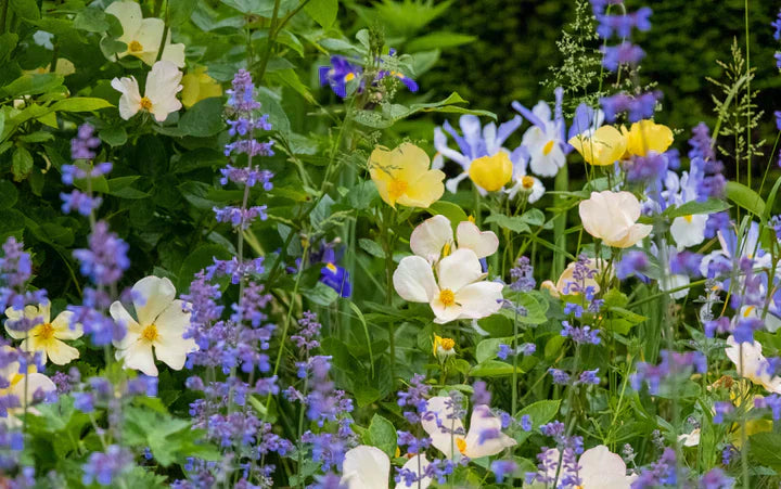 Tottering_by_Gently yellow rose bred by David Austin