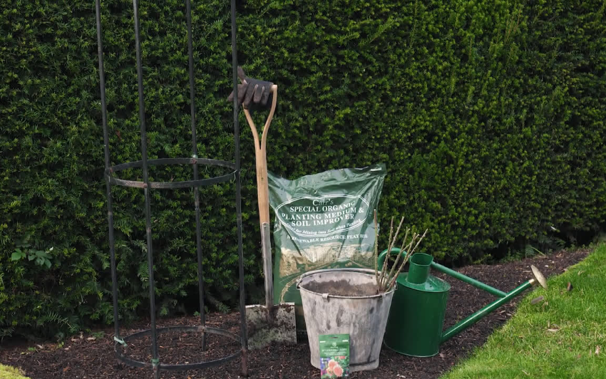 How to plant a bare root climbing rose