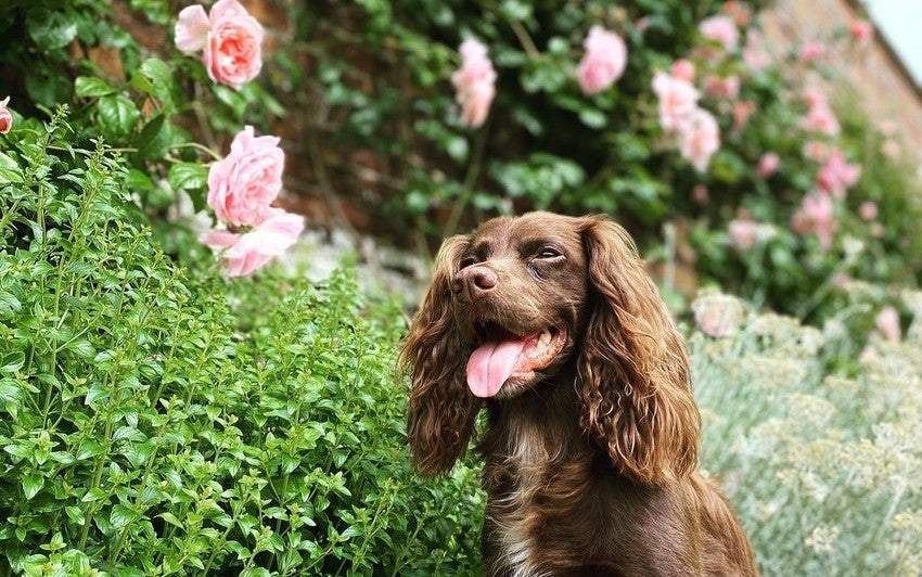 Einen hundefreundlichen Rosengarten gestalten: Ein sicherer und schöner Raum für alle