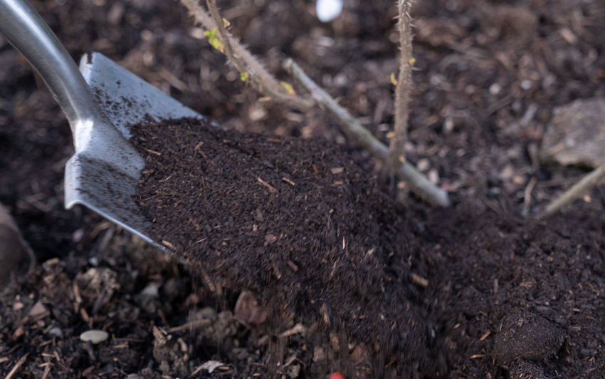 How to mulch a rose