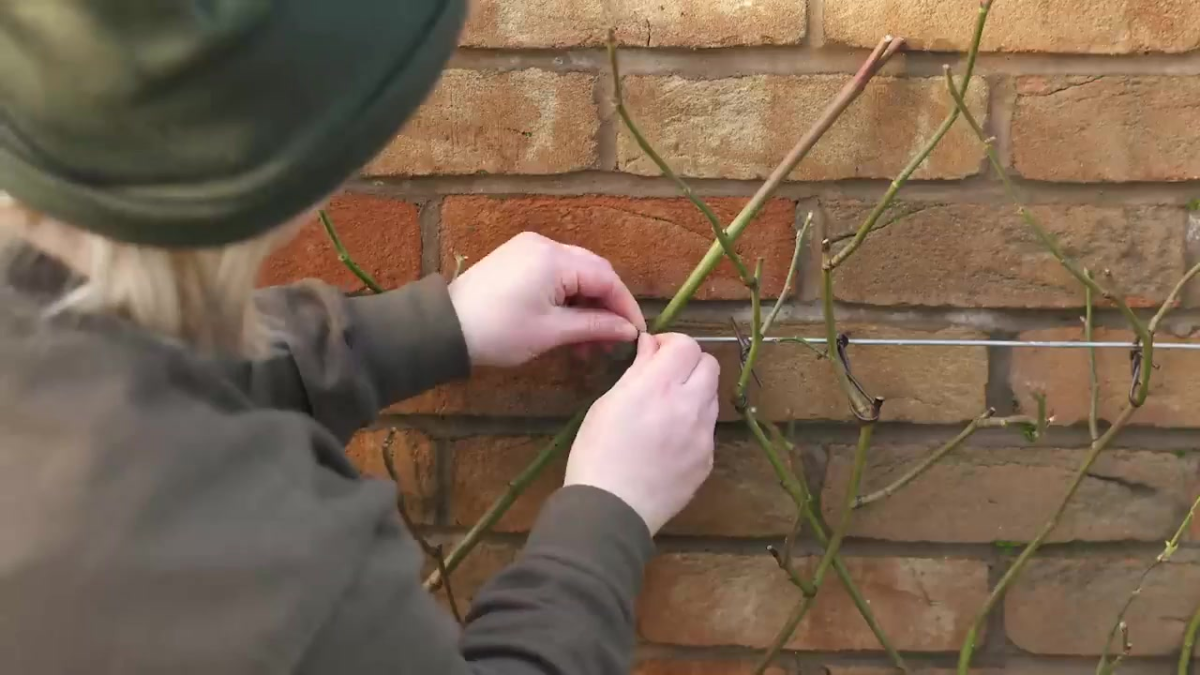 How to train and tie in roses