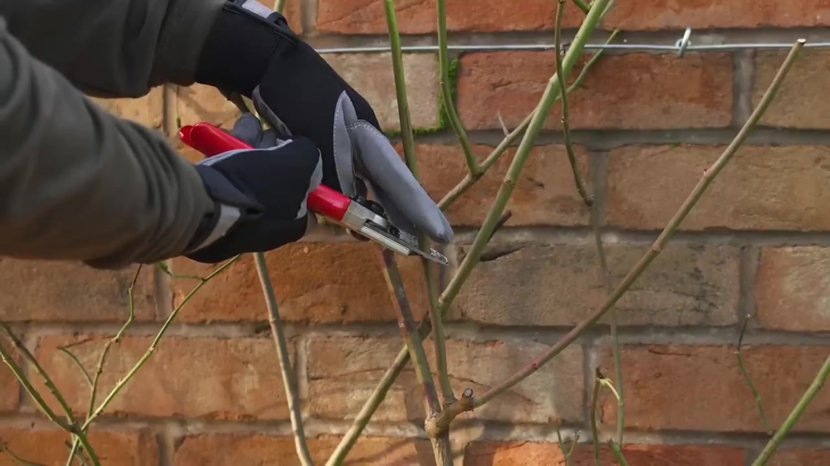 How to prune an English climbing rose