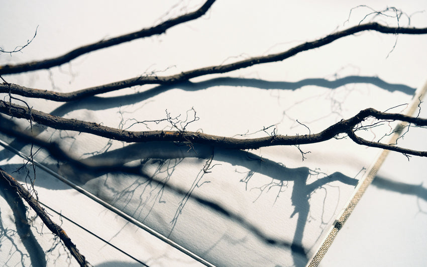 Close up lifestyle shot of bare root rose roots with a shadowed background