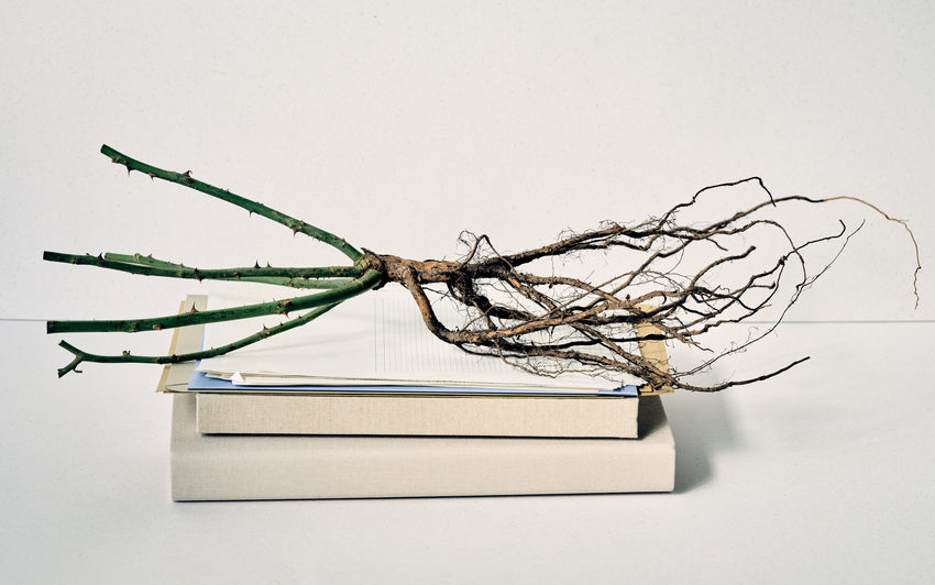 Close up lifestyle shot of bare root rose on a pile of books