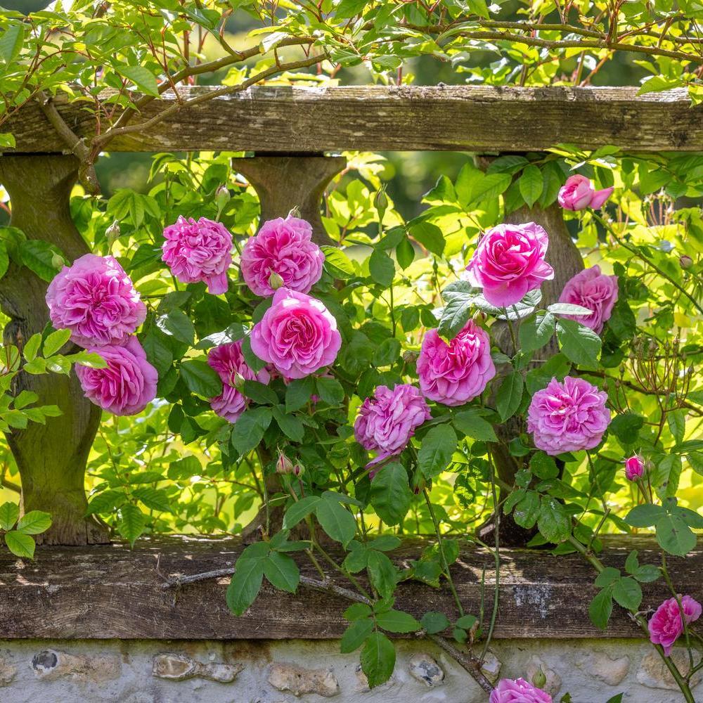 Gertrude Jekyll pink English rose bred by David Austin