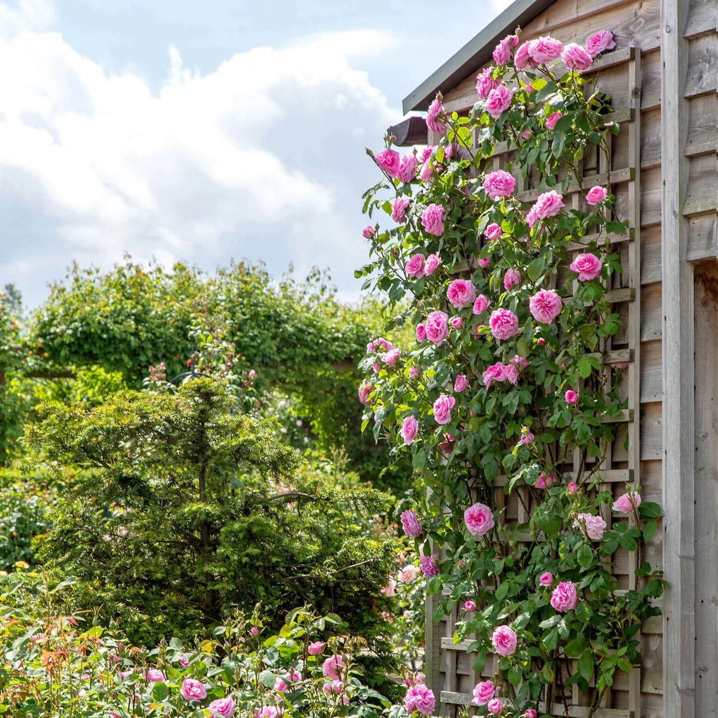 Die Kollektion für duftende Gartenträume