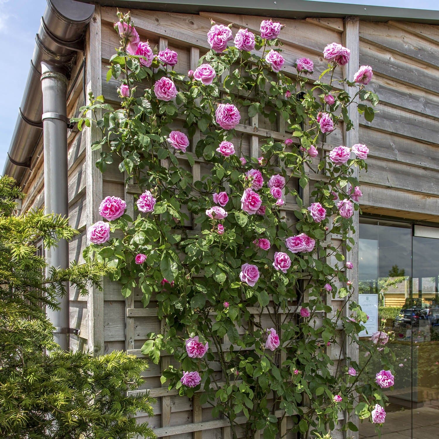 Gertrude Jekyll®