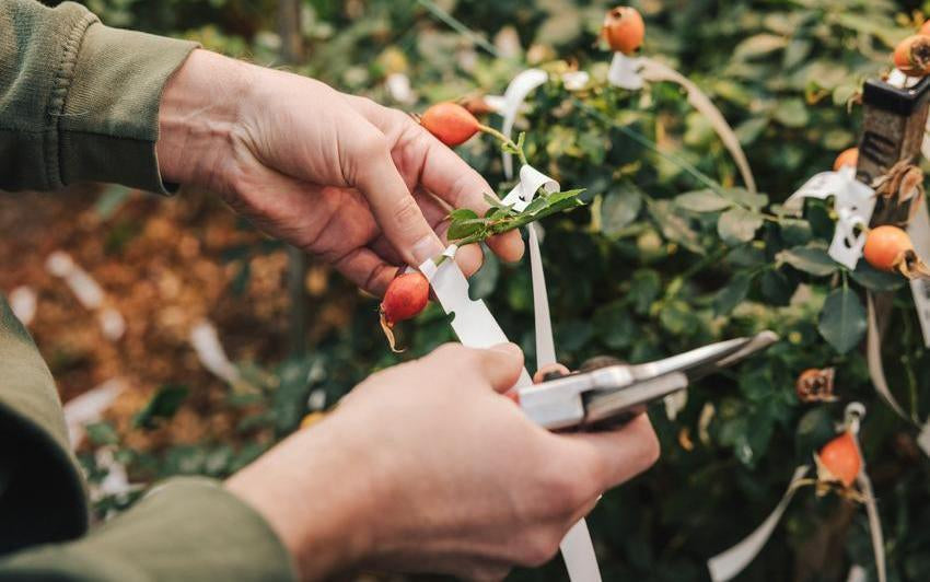 Person gathering hips at David Austin