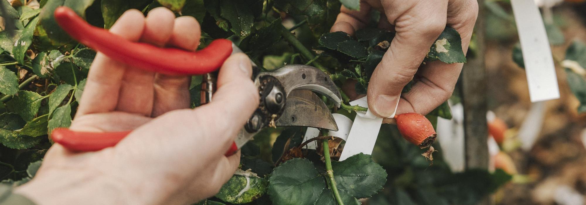 Close up shot of a person using secateurs to snip a rose hip from David Austin greenhouses
