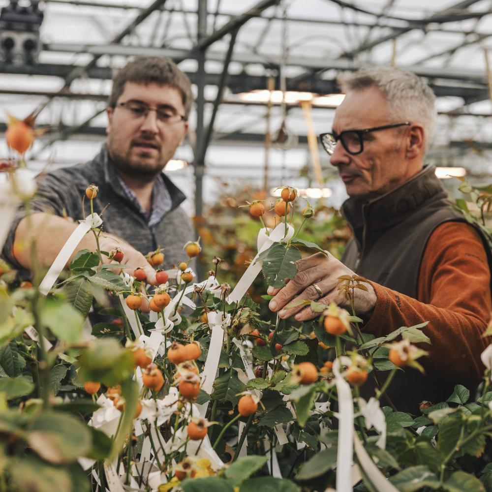 David Austin rose breeders in a greenhouse with rose hips