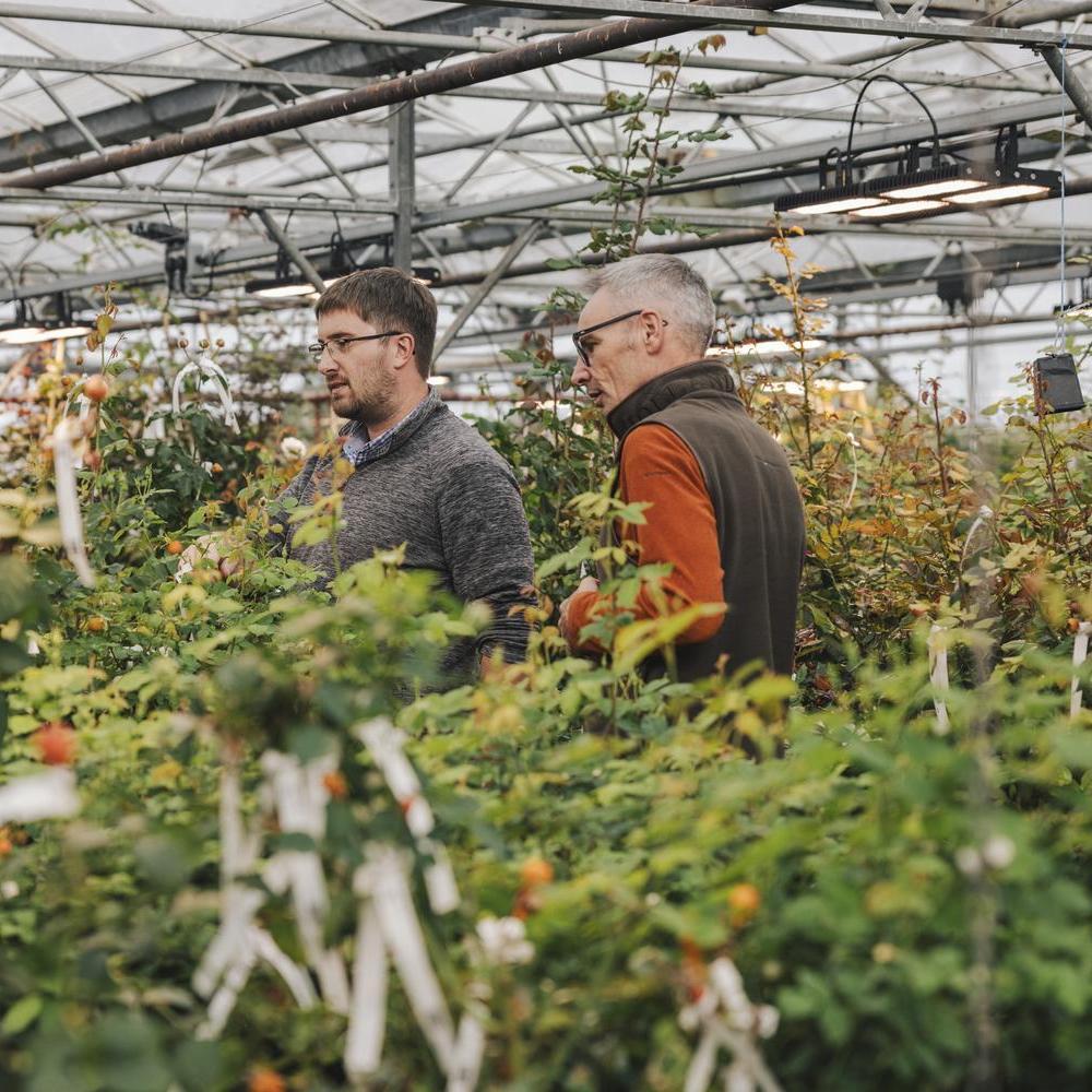 David Austin rose breeders in a greenhouse with rose hips
