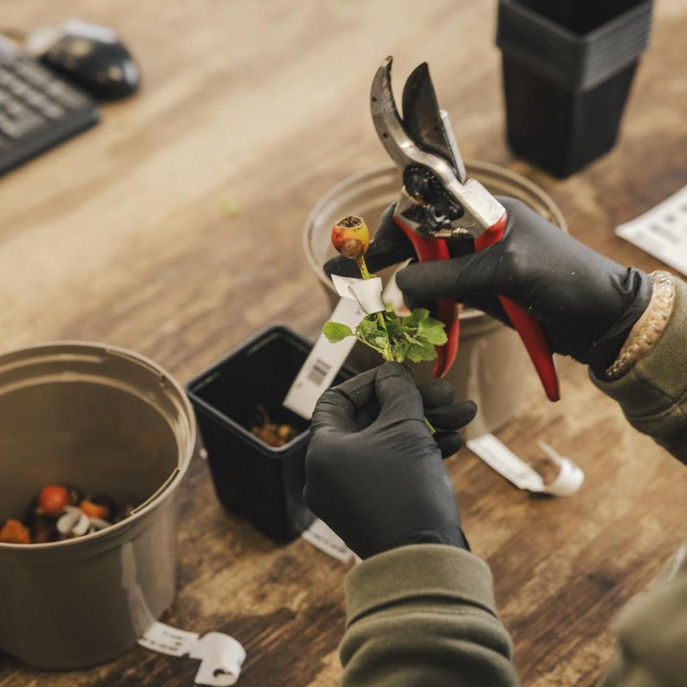 Hand shot of a person showing a David Austin rose hip