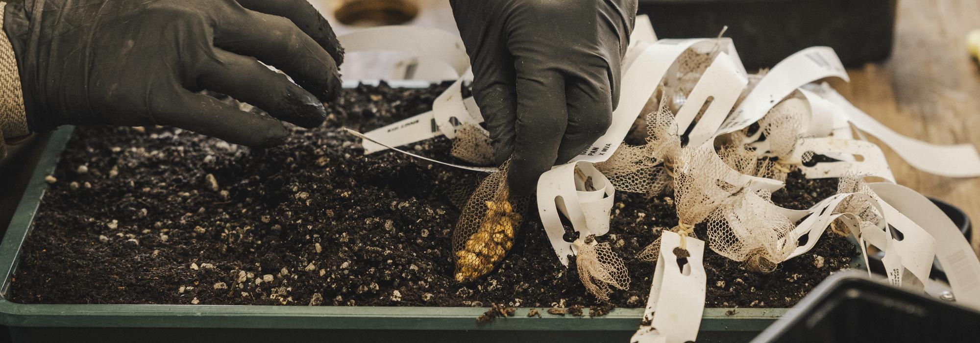 Person placing a netted bag of English rose hips in soil