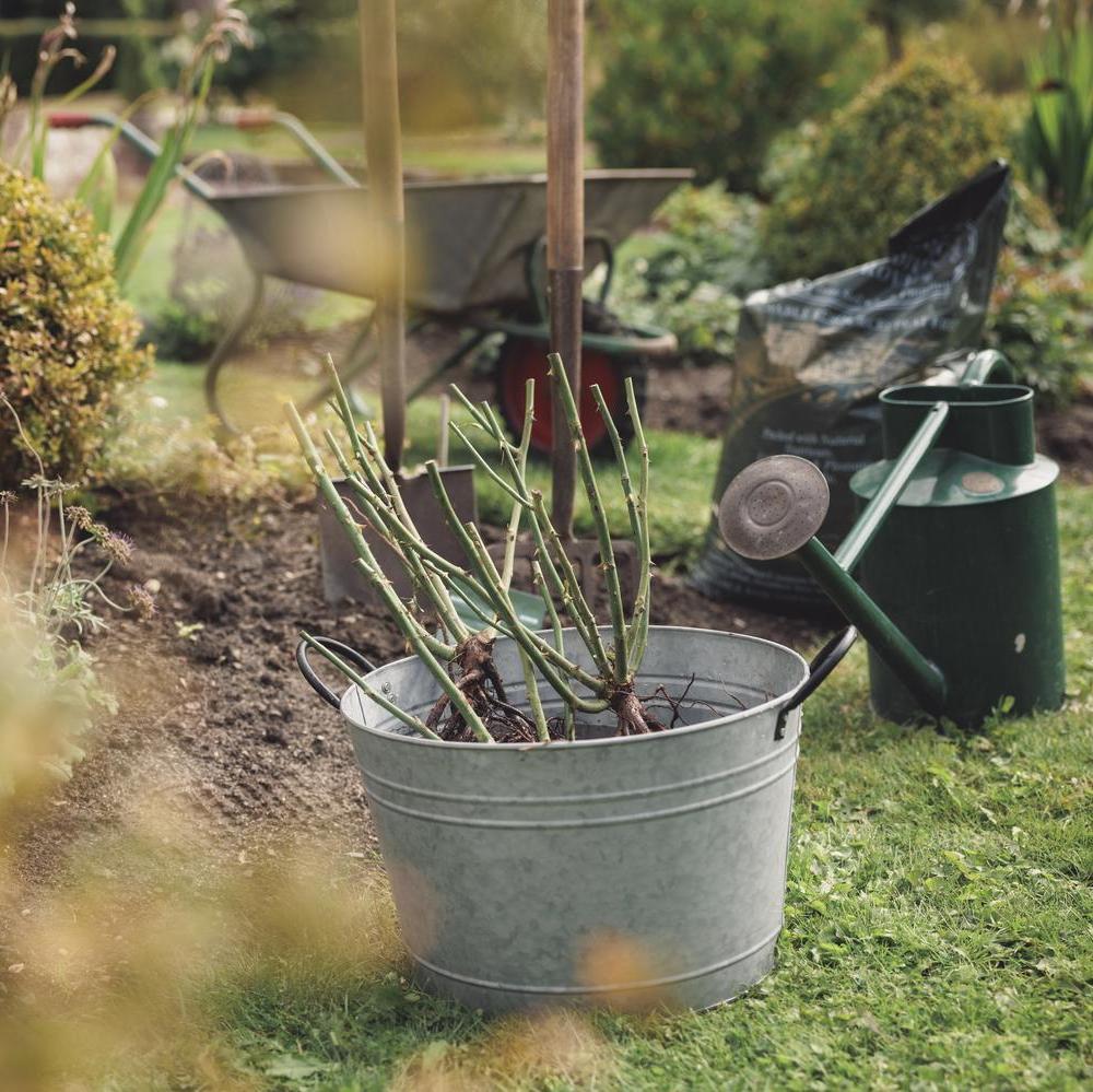 Bare root roses in a bucket of water in a garden setting
