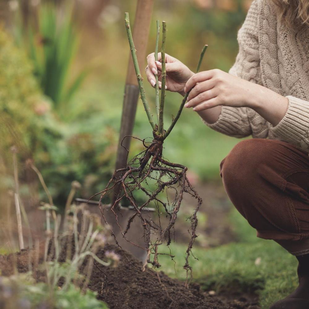 Woman holding a bare root rose in the garden