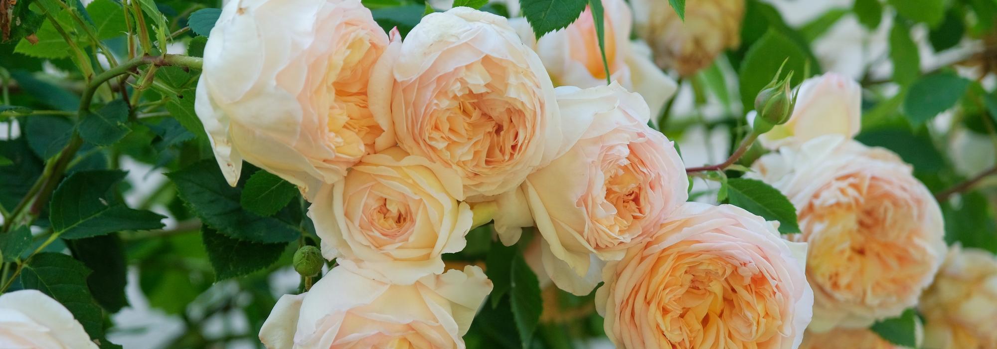 Bathsheba orange climbing rose bred by David Austin