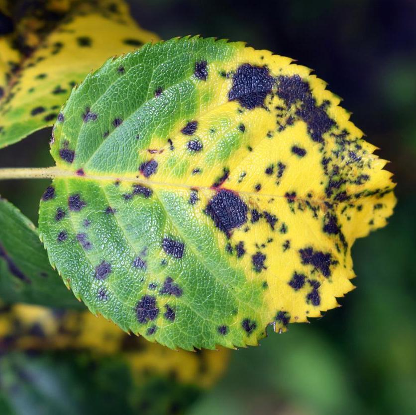 Blackspot on a rose leaf