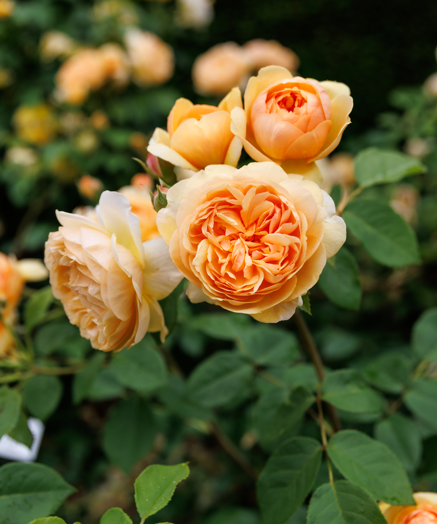 David Austin Roses Rosen, Rosenpflege und Fachberatung