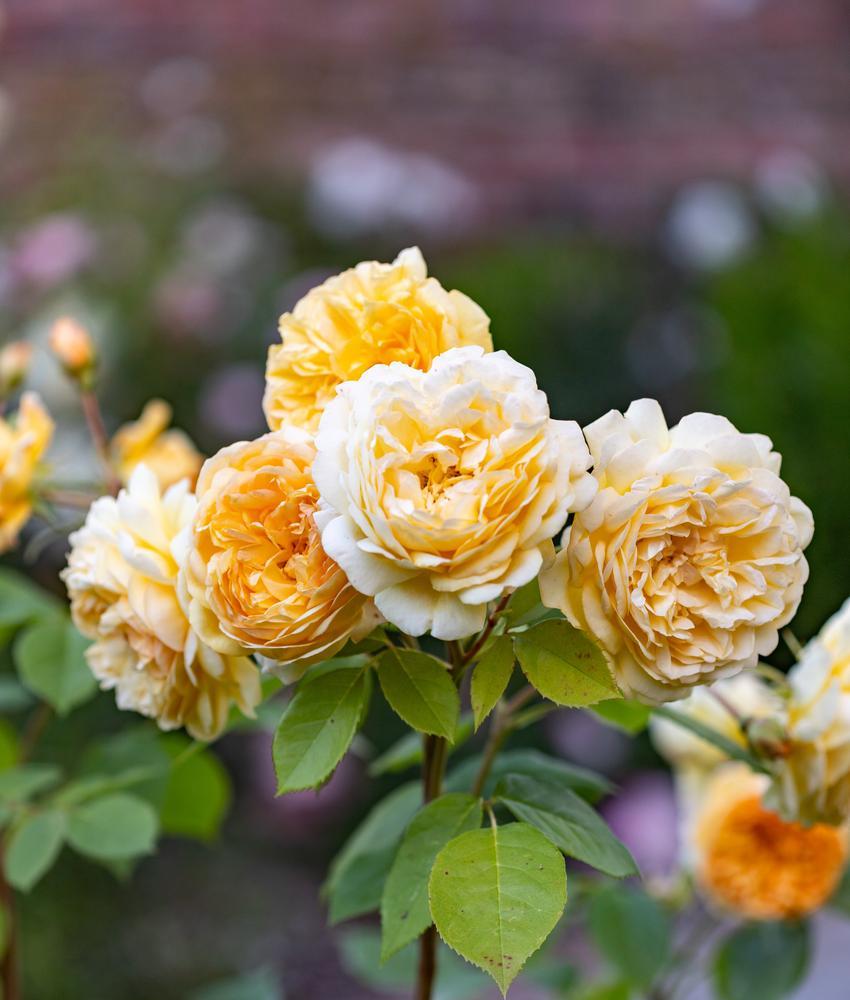 Braunston Roses David Austin Roses – Rosen, Rosenpflege und Fachberatung