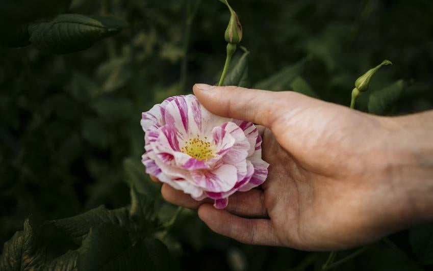 Person cupping a rose with their hand