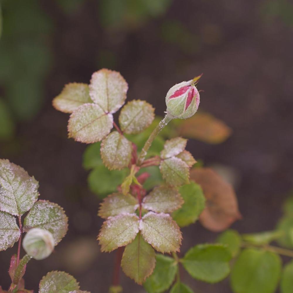 Frosty image of a rose bud